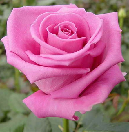 aqua rose